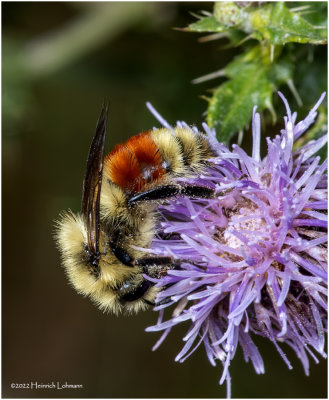 K7004761-Tri-colored Bumble Bee.jpg