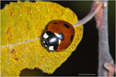 K7004839-Lady Bug.jpg