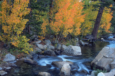 Fall Trees Laced Creek