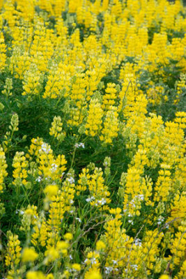 Yellow Lupine