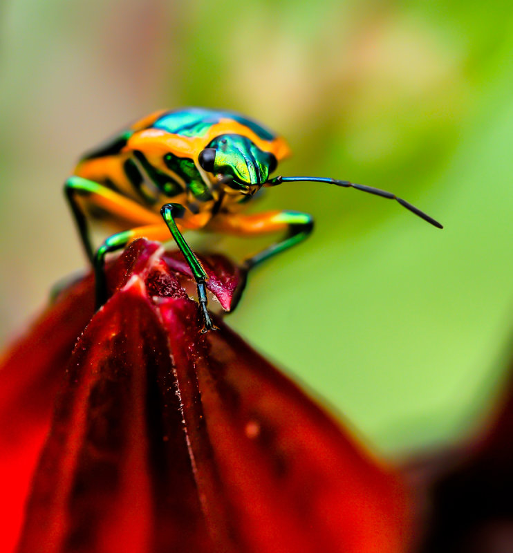 .Green Jewel Bug 