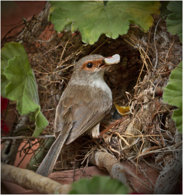 Nest Tidying in My Pot Plant*Credit*