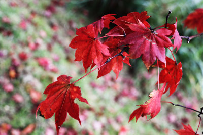 Red Maple*Credit*