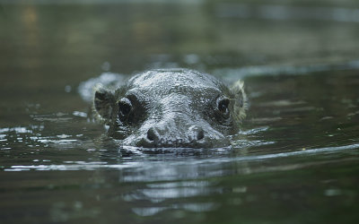 Hippo*Credit*