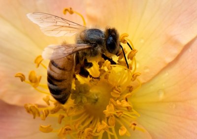 Bee in Rose Garden