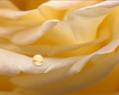 111} Yellow Rose