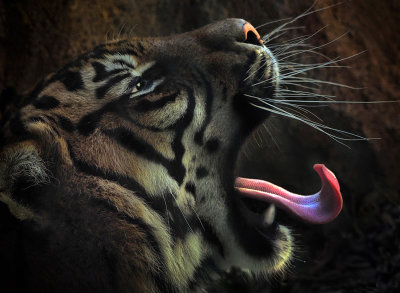 127} Sumatran Tiger Robyn G