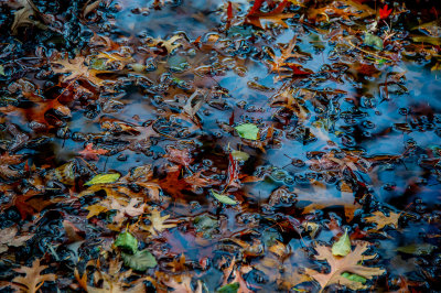 139} Autumn Leaves 3 Gary S