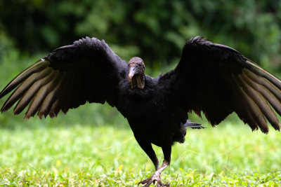 Vulture Coming