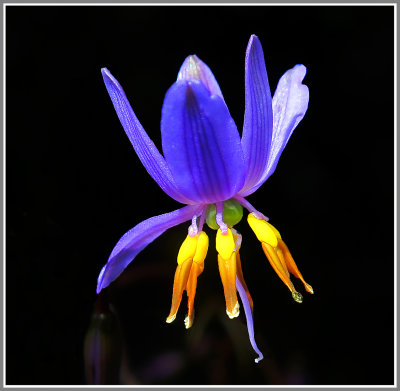 Purple Flower