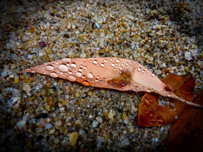  Rain Drops-1