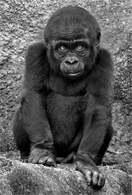  Baby Gorilla*Credit*