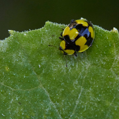 Black and Yellow Lady Bug*Credit*