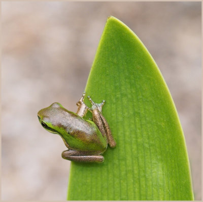 Dwalf Green Tree Frog*Credit*