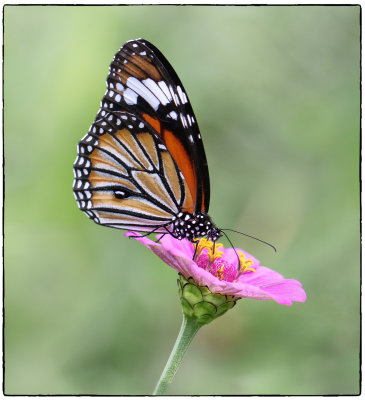 Monarch Butterfly*Merit*