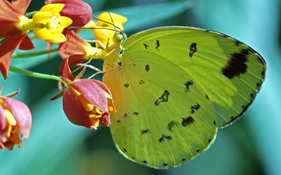 Grass Yellow Butterfly*Credit*