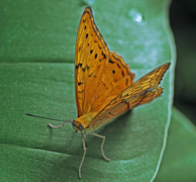 Orange Butterfly No2