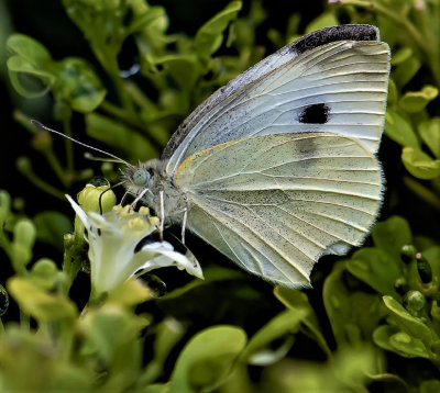 White Butterfly*Merit*