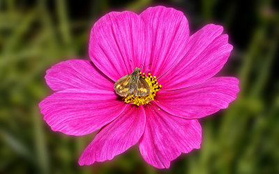 Moth on Flower