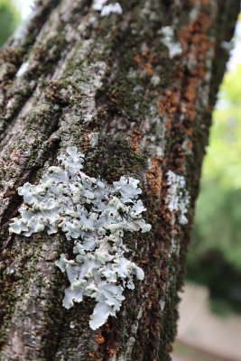 Lichen Tree