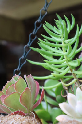 Succulent Morning