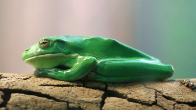 Frog's Life*Credit*