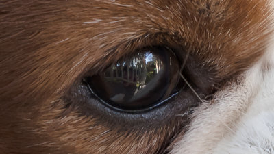 Dogs Eye - Alfred Hitchcock*Merit*