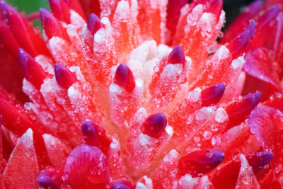 Snow Bromeliads