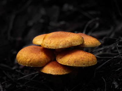 Fungi Lane Cove National Park*Merit*