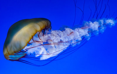 Jelly Fish*Merit*