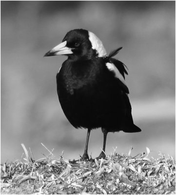 Maggie's Ruffled Feathers