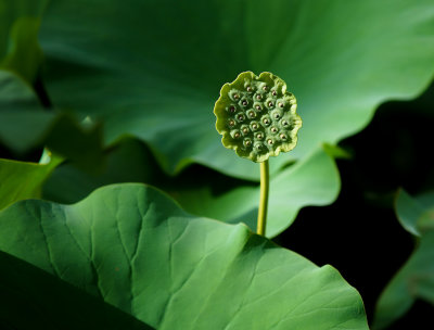 Lotus Seeds*Credit*