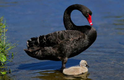 Cob and Cygnet