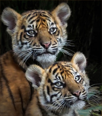 Sumatran Cubs*Credit*
