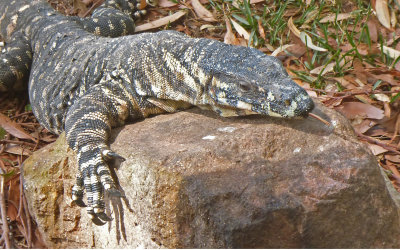 Goanna on Rock