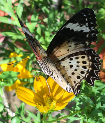 Butterfly 4