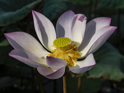 Lotus Flower*Merit*