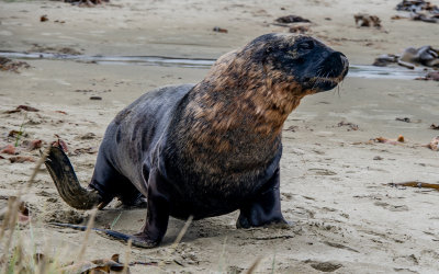 Charging Male Sea Lion