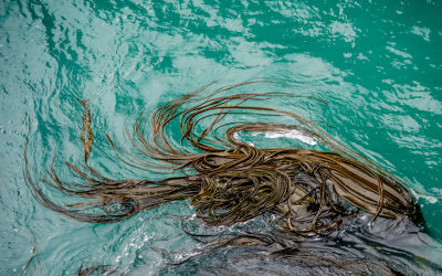 Dancing Kelp