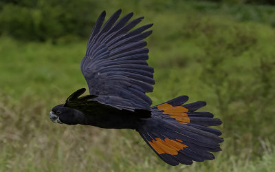 Black Cockatoo*Merit*