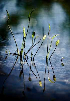 In Morning Light*Credit*