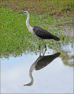 Whiteneck Heron