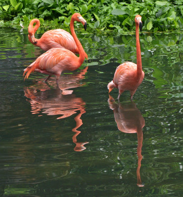 Three Flamingos