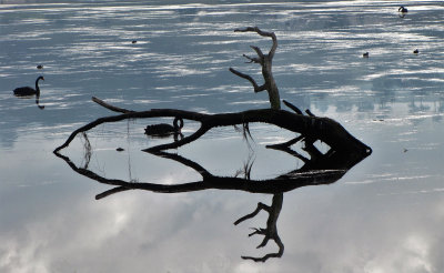 Drowned Tree