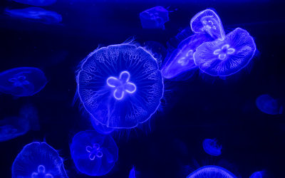  Glowing Jelly Fish*Credit*