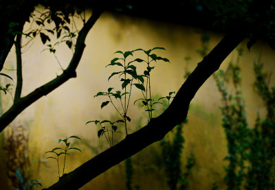 Little Branches