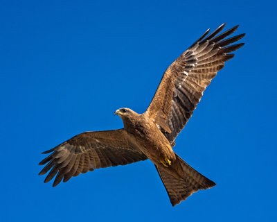 Black Kite 