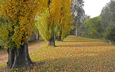  Bright in Autumn