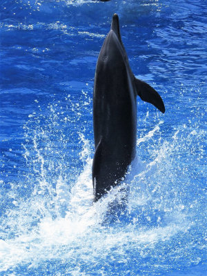 Performing Dolphin