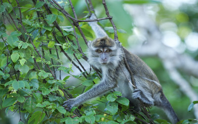 Short-Tailed Macaque<br/><h4>*Credit*</h4>